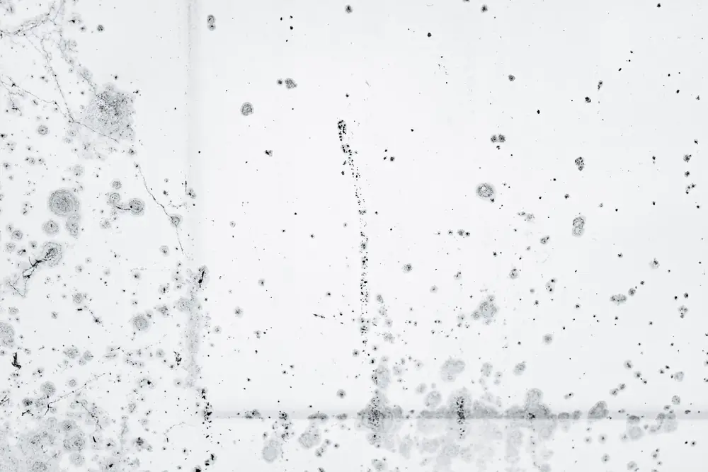 Spots of black mould spreading across a pale wall