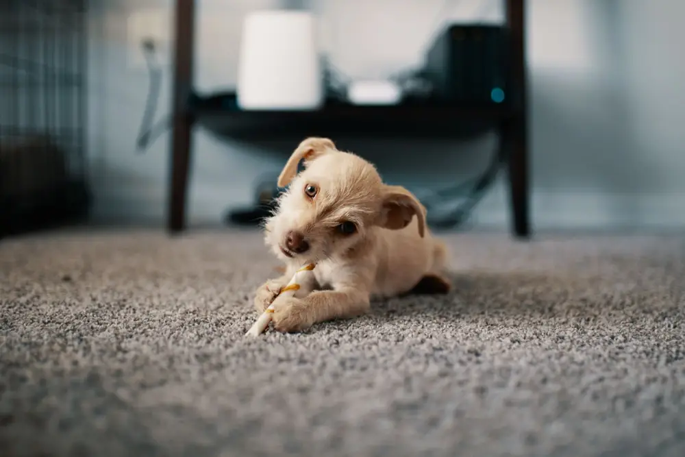 Small scruffy puppy lying on a grey carpet chewing a stick